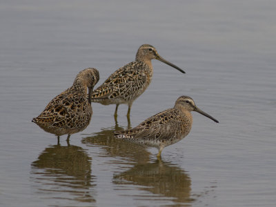 Short-billed Dowitcher (Limnodromus griseus) Mindre beckasinsnppa