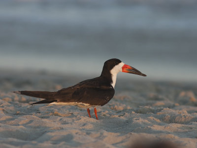 Black Skimmer (Rynchops niger) Amerikansk saxnbb