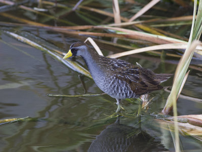Sora (Porzana carolina) Karolinasumphna