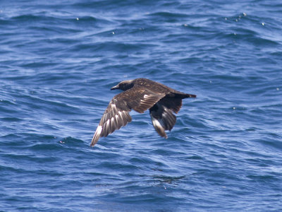 South-polar Skua (Stercorarius maccormicki) Sydpolslabb