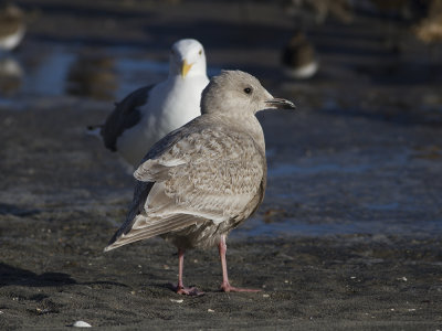 Thayer's Gull (Larus thayeri) Thayertrut