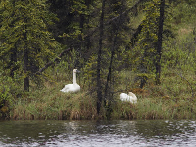 Trumpeter Swan (Cygnus buccinator) Trumpetarsvan