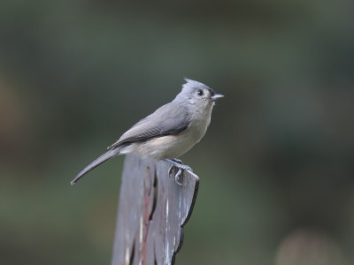 Tufted titmouse (Baeolophus bicolor) stlig grmes