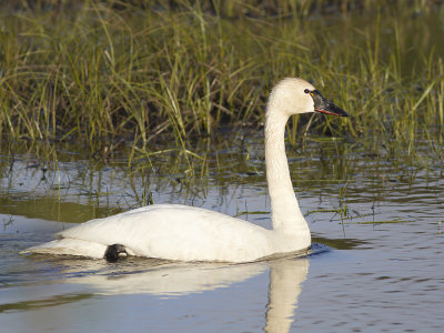 Tundra Swan (Cygnus columbianus) Mindre sngsvan