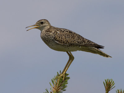Upland Sandpiper (Bartramia longicauda) Piparsnppa