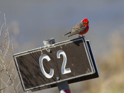 Vermillion Flycatcher (Pyrocephalus obscurus) Cinnobertyrann