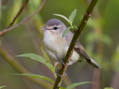 Warbling Vireo (Vireo gilvus) Sngvireo