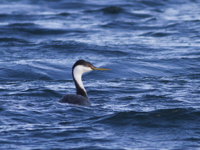 Western Grebe (Aechmophorus occidentalis) Mrk svandopping