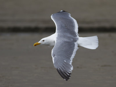 Western gull (Larus occidentalis) Vsttrut