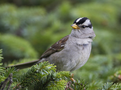 White-crowned sparrow (Zonotrichia leucophrys) Vitkronad sparv