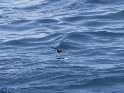 Wilson's stormpetrel (Oceanites oceanicus) Havslpare