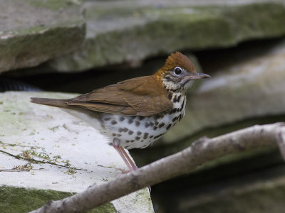 Wood Thrush (Hylocichla mustelina) Flckskogstrast