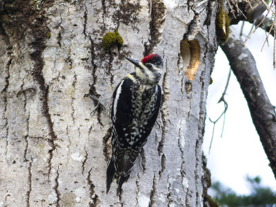 Yellow-bellied Sapsucker (Sphyrapicus varius) Gulbrstad savspett