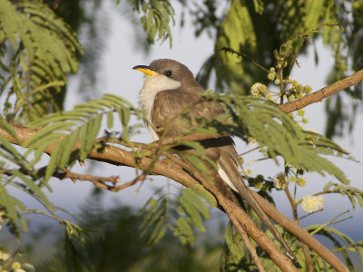 Yellow-billed Cuckoo (Coccyzus americanus) Gulnbbad regngk
