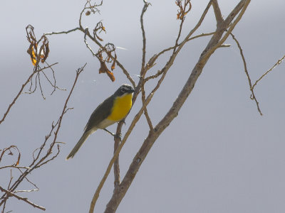 Yellow-breasted Chat (Icteria virens) Gulbrstad ikteria