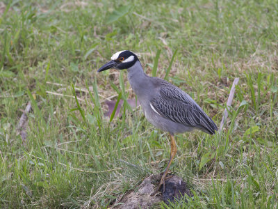 Yellow-crowned Nightheron (Nyctanassa violacea) gulkronad natthger