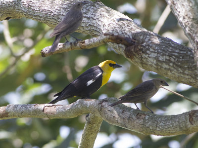 Yellow-headed blackbird (Xanthocephalus xanthocephalus) Gulhuvad ngstrupial