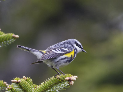 Yellow-rumped (Myrtle) Warbler (Setophaga coronata) Gulgumpad skogssngare