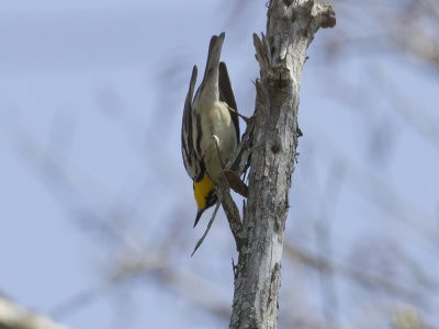 Yellow-throated Warbler (Setophaga dominica) Gulstrupig skogssngare