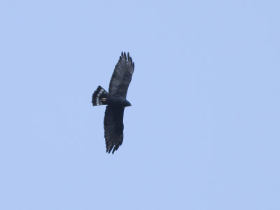 Zone-tailed Hawk (Buteo albonotatus) Bandstjrtad vrk