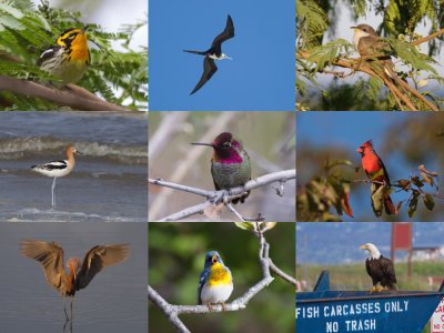 347 US Birds from A to Z