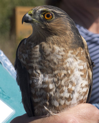 Sharp-shinned Hawk (Accipiter striatus) Amerikansk sparvhk