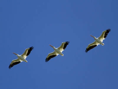 American White Pelican (Pelecanus erythrorhynchos) Hornpelikan