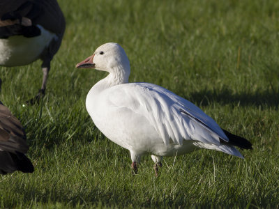 Snow Goose (Anser caerulescens) Sngs