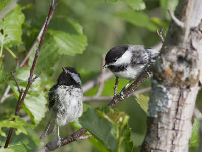 Black-capped chickadee (Poecile atricapillus) Amerikansk talltita