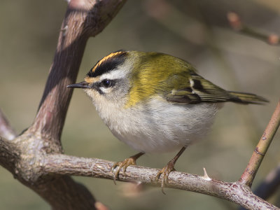 Firecrest (Regulus ignicapilla) Brandkronad kungsfågel