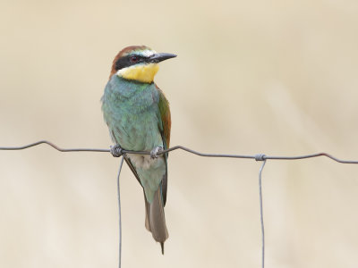 European Bee-eater (Merops apiaster) Bitare