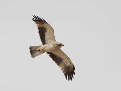 Booted Eagle (Hieraaetus pennatus) Dvrgrn