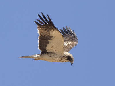 Booted Eagle (Hieraaetus pennatus) Dvärgörn
