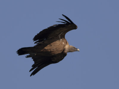 Griffon Vulture (Gyps fulvus) Gåsgam
