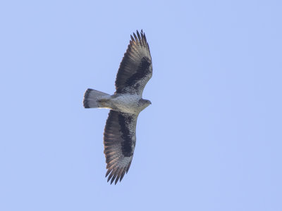 Bonelli's Eagle (Aquila fasciata) Hökörn