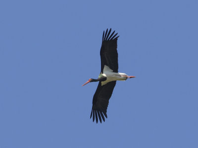 Black Stork (Ciconia nigra) Svart stork