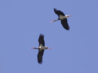 Black Stork (Ciconia nigra) Svart stork