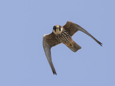 Eurasian Hobby (Falco subbuteo) Lrkfalk