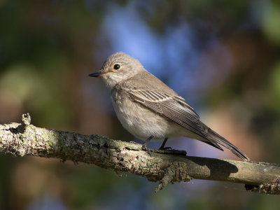 Spotted Flycatcher (Muscicapa striata) Gr flugsnappare