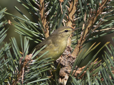 Willow Warbler (Phylloscopus trochilus) Lövsångare
