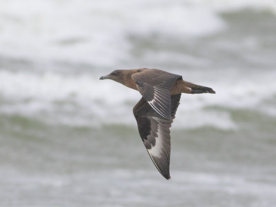 Great Skua (Stercorarius skua) Storlabb