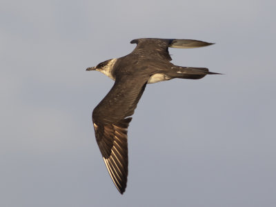 Parasitic Jaeger (Stercorarius parasiticus) Kustlabb