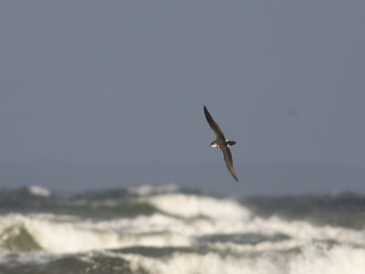 Manx Shearwater (Puffinus puffinus) Mindre lira