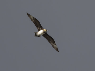 Pomarine Jaeger (Stercorarius pomarinus) Bredstjärtad labb