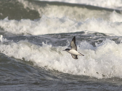 Manx Shearwater (Puffinus puffinus) Mindre lira