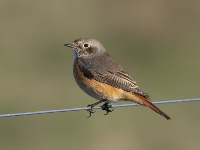 Common Redstart (Phoenicurus phoenicurus) Rödstjärt