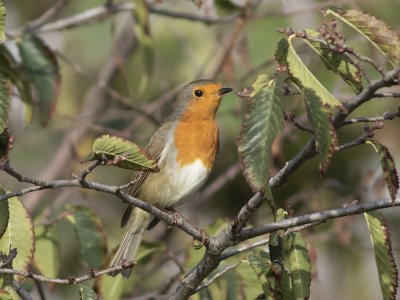European Robin (Erithacus rubecula) Rödhake