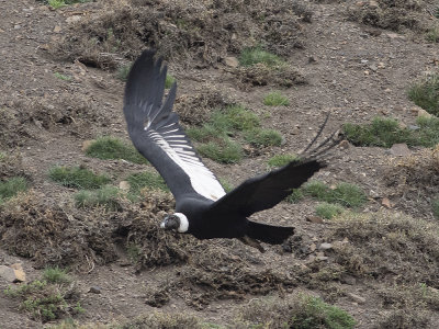 Andean Condor (Vultur gryphus)	Kondor