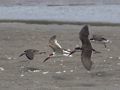 Black & Amazon Skimmer (Rynchops niger spp niger & spp cinerescens) Amerikansk saxnbb