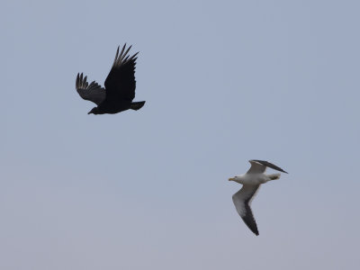 Black vulture (Coragyps atratus) Korpgam